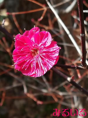 東風吹かば にほひおこせよ 梅の花 あるじなしとて 春な忘れそが頭に浮かぶ^^|手作りアクセサリー工房みるいる