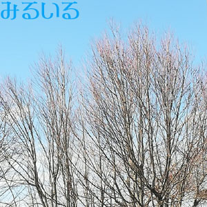 右手の甲と左手の平と|手作りアクセサリー工房みるいる