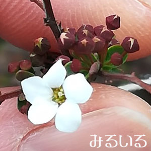 ゆきやなぎの1つ1つの花とつぼみってこんなんだったんだ。。|手作りアクセサリー工房みるいる