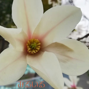 コブシの花の中って!|手作りアクセサリー工房みるいる