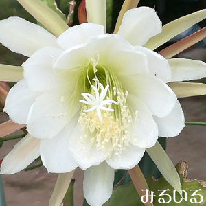 今まさに花盛り!ばんばん次々咲く目覚めるような鮮やかさ|手作りアクセサリー工房みるいる