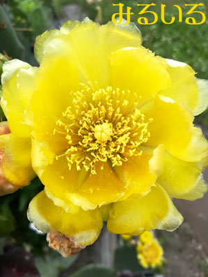 太陽と同じ色のサボテンの花|手作りアクセサリー工房みるいる