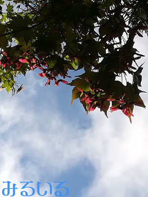 ふと見上げた空にもみじの実|手作りアクセサリー工房みるいる