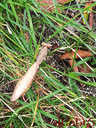 音に敏感なかわいいカマキリ1|手作りアクセサリー工房みるいる