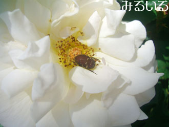 薔薇に酔いしれるシロテンハナムグリ|手作りアクセサリー工房みるいる