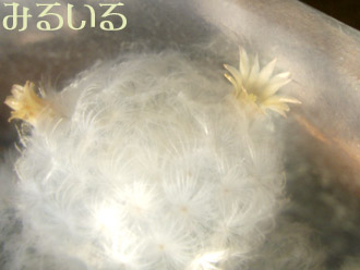 サボテン白星の花|手作りアクセサリー工房みるいる