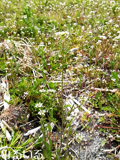 一面ペンペン草の花畑|手作りアクセサリー工房みるいる