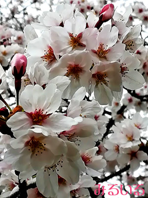 桜がすごく綺麗!散歩にて♪|手作りアクセサリー工房みるいる