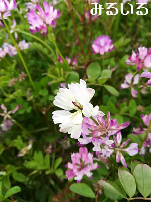 白いれんげの花|手作りアクセサリー工房みるいる