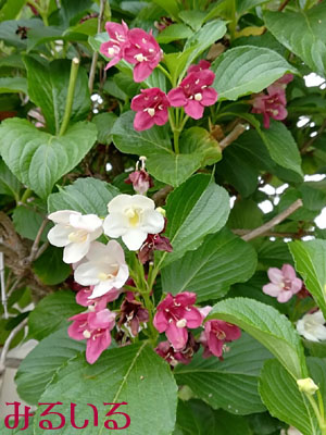 ニシキウツギの花グラデーション|手作りアクセサリー工房みるいる