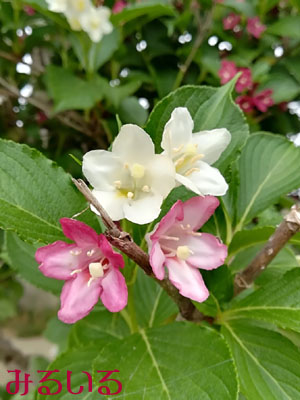 ニシキウツギの花グラデーション|手作りアクセサリー工房みるいる
