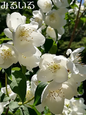 桜のような白い薔薇??|手作りアクセサリー工房みるいる
