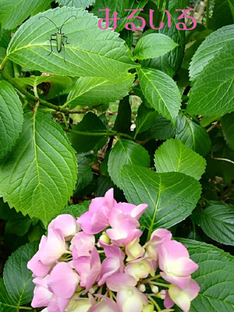ピンク色の紫陽花とつやつやグリーンとキラキラグリーン。キラキラグリーンはどこにいるか分かりますか?みるいる文字の横です!|手作りアクセサリー工房みるいる