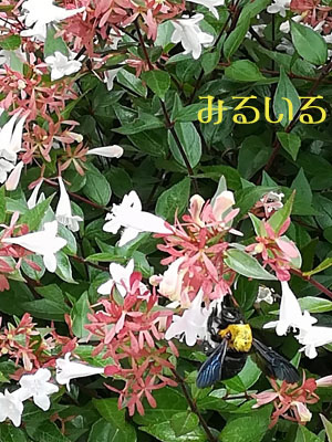 大人気のその白い花々はちょっぴりいい香りで車道に沿ってたくさん植えられていることが多くい、大人気の