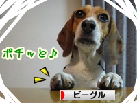 にほんブログ村 犬ブログ ビーグルへ