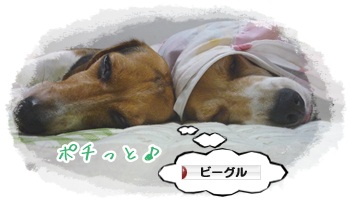 にほんブログ村 犬ブログ ビーグルへ