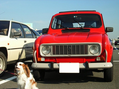 キャトル犬