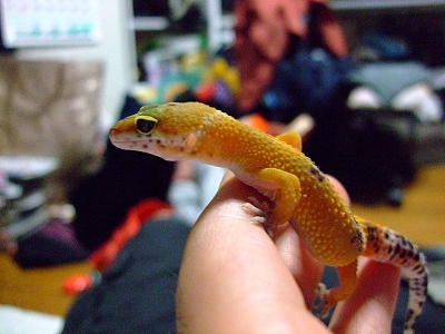 バナナ