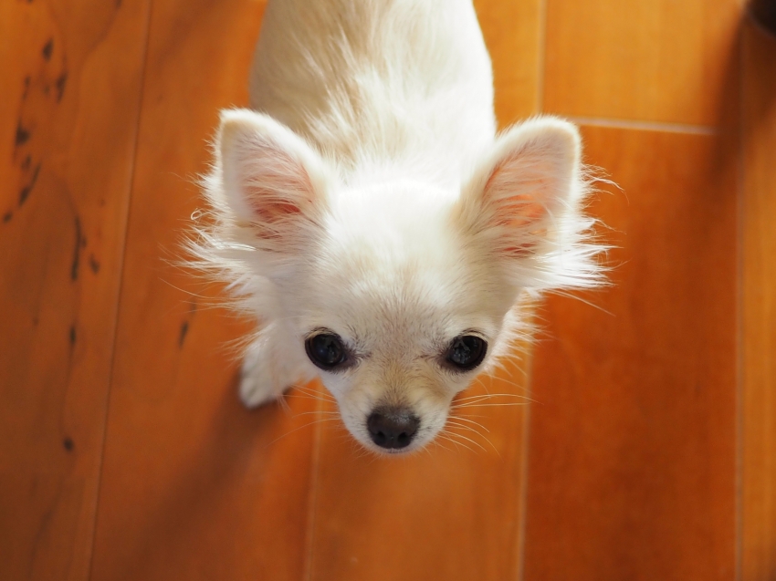 PB040260 - コピー.JPG