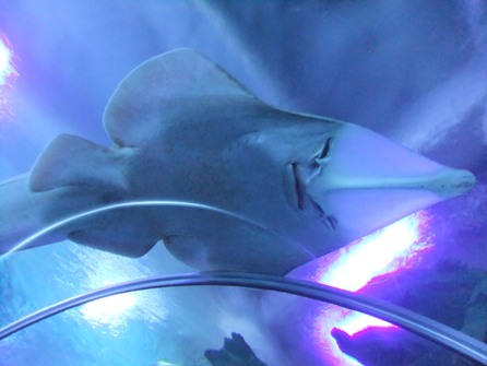 DSCF9488.jpg