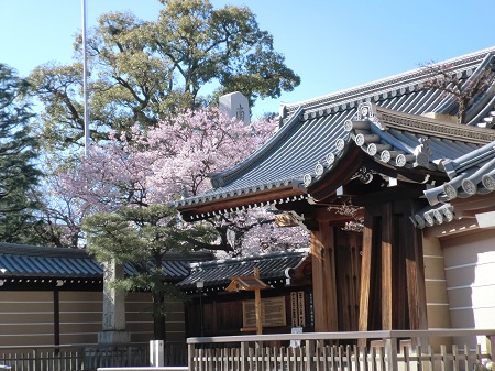 4月4日桜
