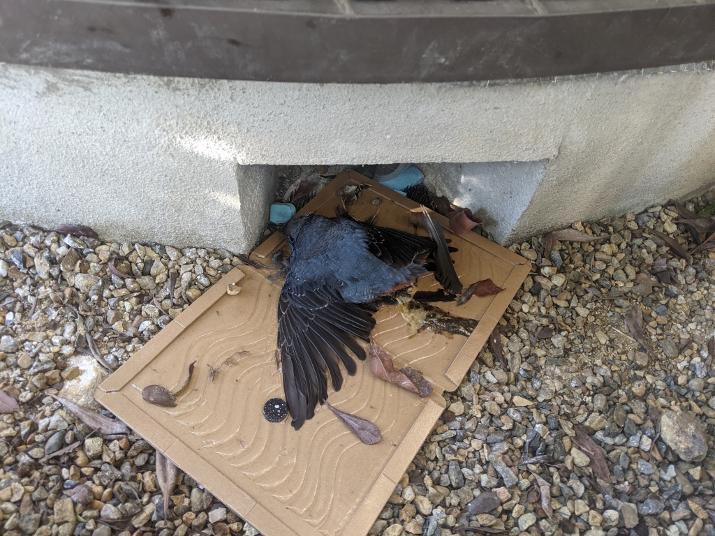 回収 死骸 動物 の