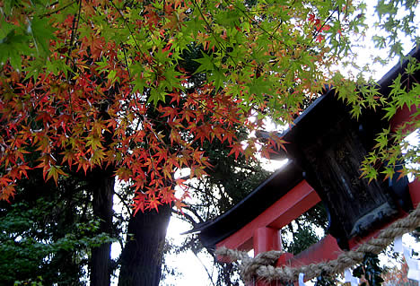 鍬山神社 紅葉