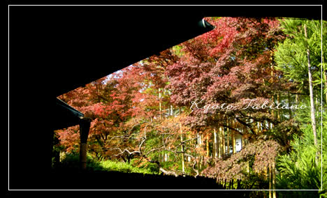 松花堂庭園 紅葉