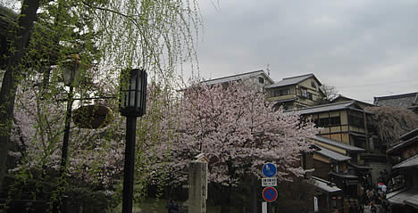 興正寺 桜
