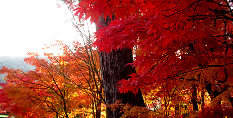 永観堂 紅葉