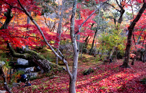 永観堂 紅葉