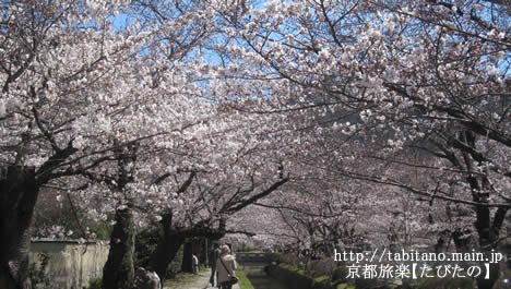 哲学の道 桜