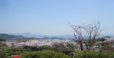 大河内山荘 桜