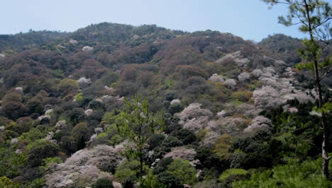大河内山荘 桜