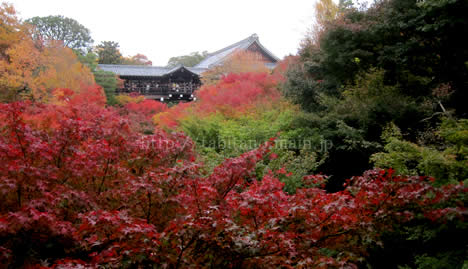 東福寺 紅葉