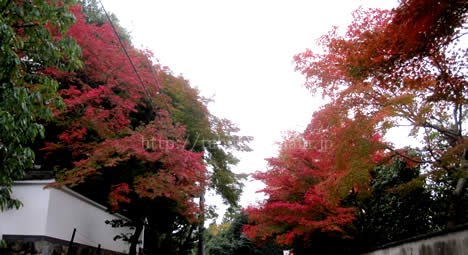 東福寺 紅葉