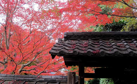 金福寺 紅葉