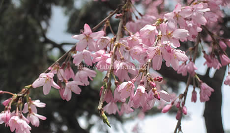 京都御苑 桜