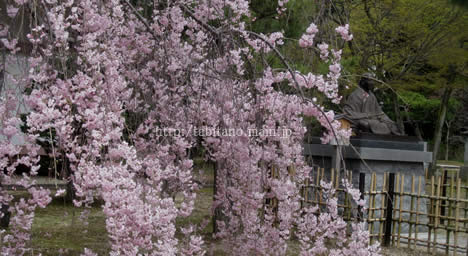 智積院 桜