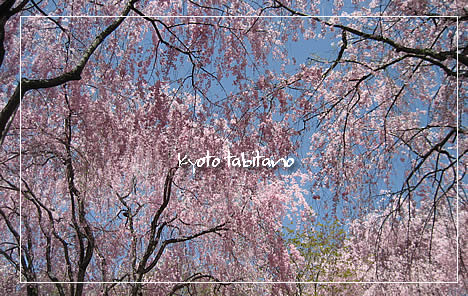 龍安寺 桜