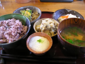 御室桜
