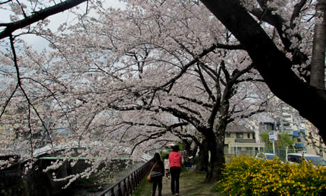 天神川の桜
