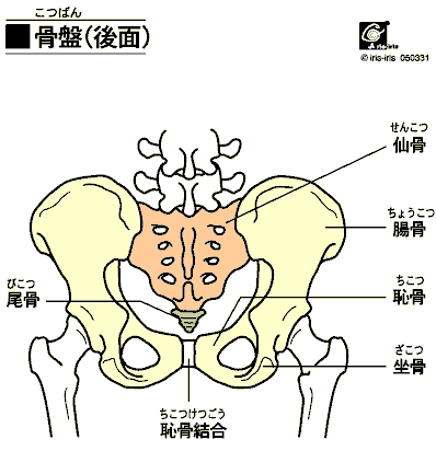 pelvic