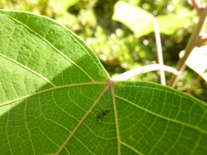 20111029µÈ¸¶Ëܽɹֺ¡¡