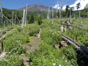 富士山　海から　登山　村山　古道　東海道表富士　西川卯一