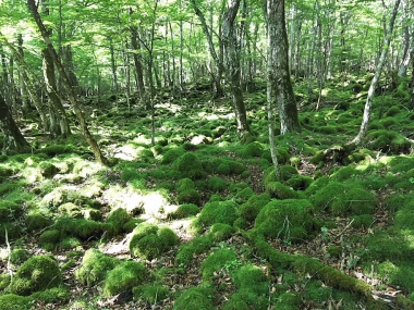 村山古道　富士山　東海道表富士　西川卯一　ガイド　苔場　