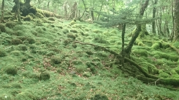 東海道表富士　富士山専門店　村山古道　ルート3776　ゼロ富士　富士登山ガイド　西川卯一