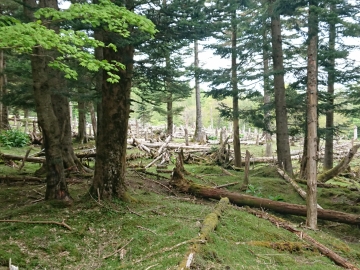 富士山専門店　東海道表富士　西川卯一　村山古道　ルート3776　ゼロ富士　村山　登山ガイド　自然林道