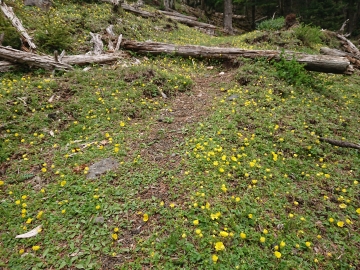 富士山専門店　東海道表富士　西川卯一　村山古道　ルート3776　ゼロ富士　村山　登山ガイド　自然林道