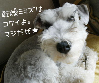 マジだぜ